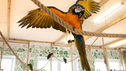 Papugarnia Pobierowo: Kolorowy raj dla miłośników egzotycznych ptaków