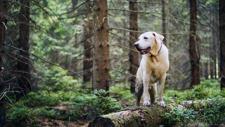 Pies na szlaku – jak przygotować psa na wyjazd w góry