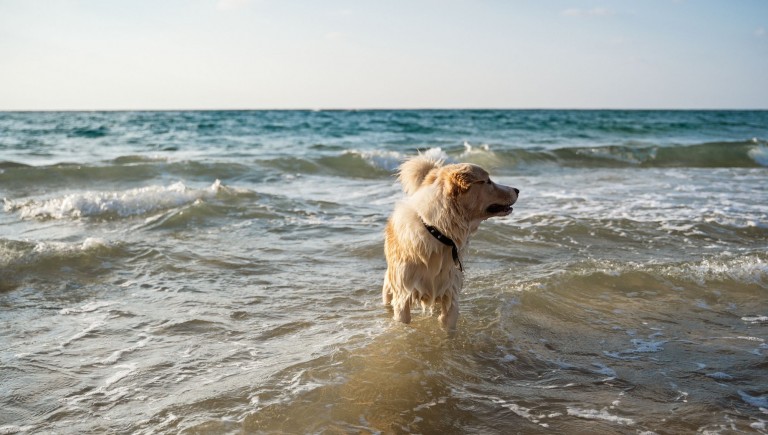 Wyjazd nad morze z psem - gdzie znaleźć noclegi przyjazne zwierzętom w Sarbinowie?
