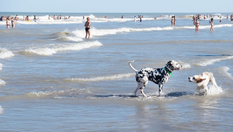 Wakacje z psem nad morzem - jakie plaże i miejsca akceptują zwierzęta?